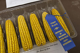 Corn Display With Blue Ribbon