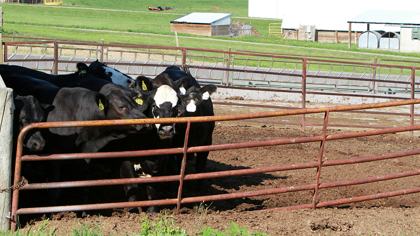 Beef cattle Mann Valley Farm