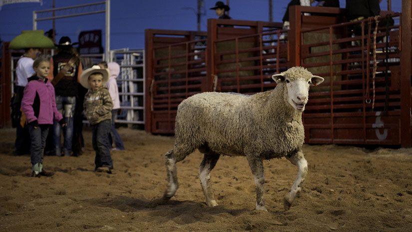 Falcon Frontier Rodeo Kids Sheep