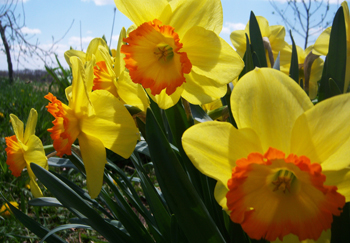 Sun Shiny Daffodils by Lauren Wendt 2011