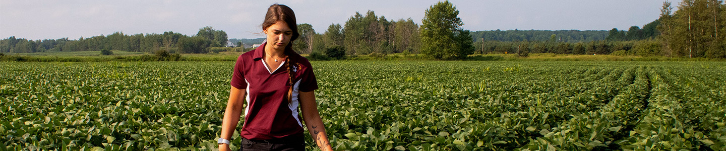 Agricultural Business student walking through a soybean field during their internship