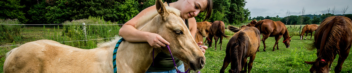 Animal Science student putting a halter on a young horse at the campus farm