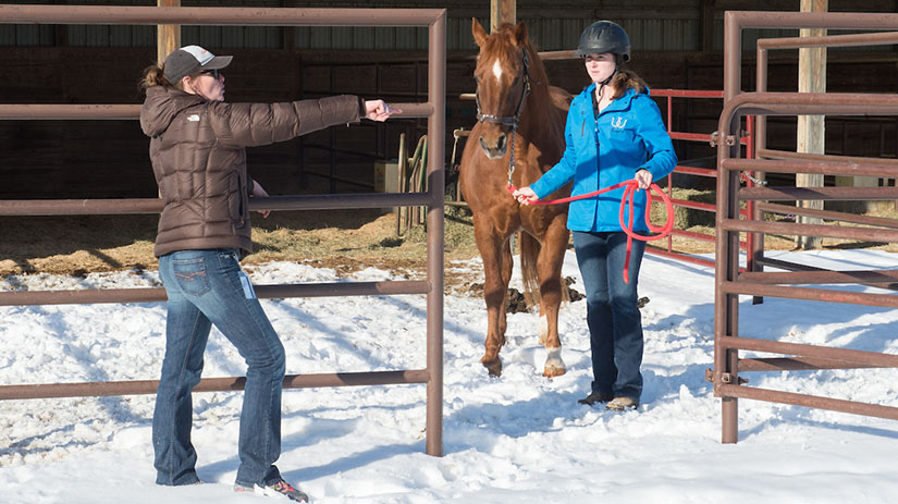 Equine class 