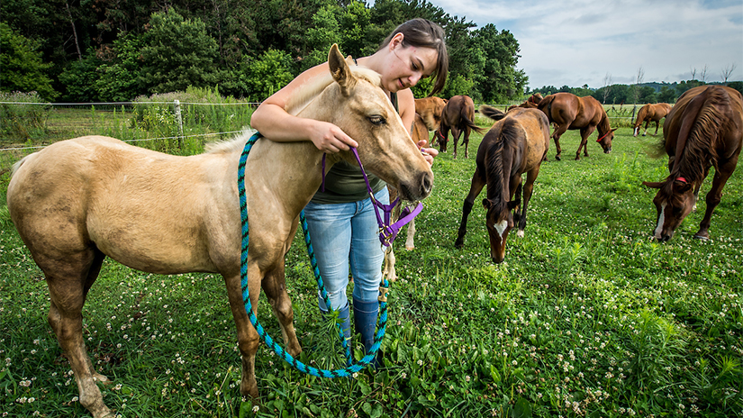 Horses Campus Farm