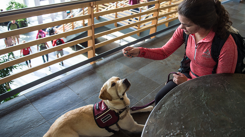 Service Dog Training