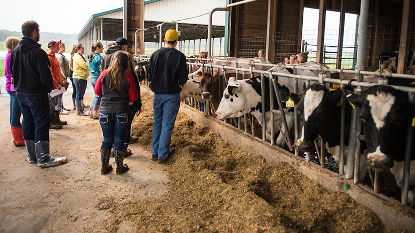 Students in Dairy Science Nutrition course