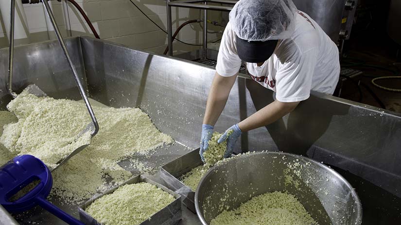 ANFS Falcon Foods Cheesemaking