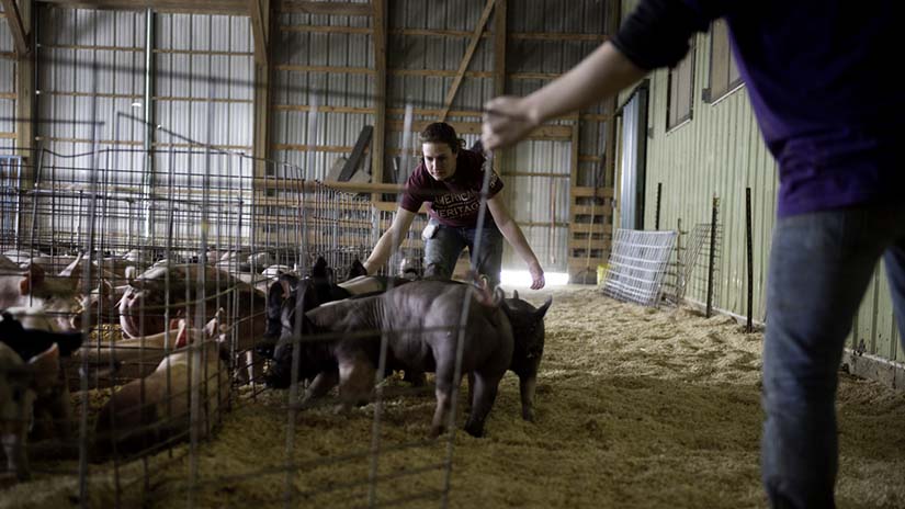 ANFS 8th Annual Show Pig Auction