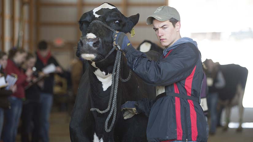 ANFS AgTech Contest dairy cow