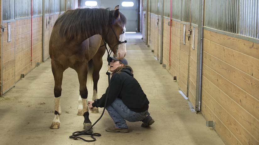 ANFS Campus Farm 2014 equine