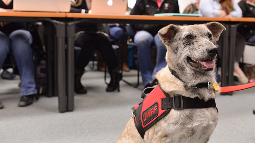 Service Dog Training Program Mel