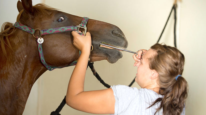 Pre-Vet Horse care