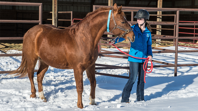 Stallion Equine Class 2018