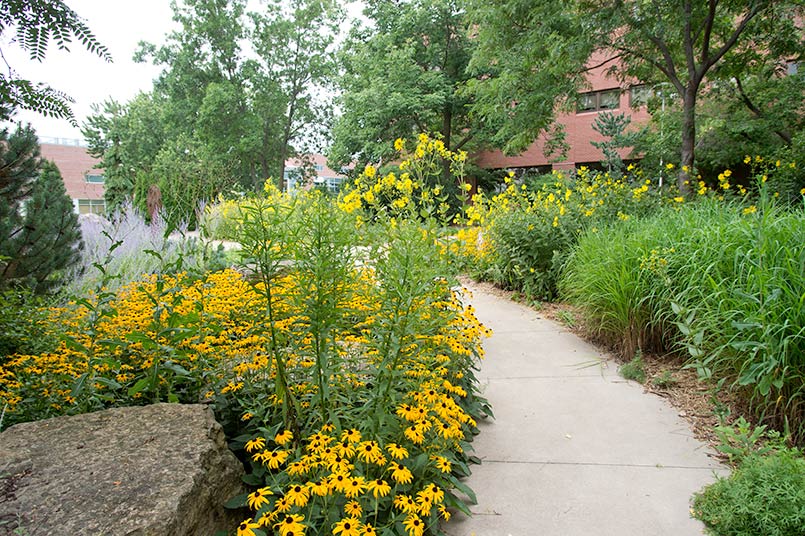 Dahlka garden