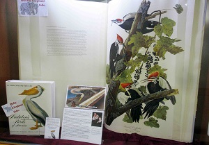 Audubon double elephant folio on display