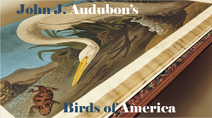 John J Audubon's Birds of America title image
