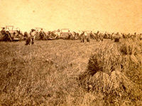 River Falls Wheat Field