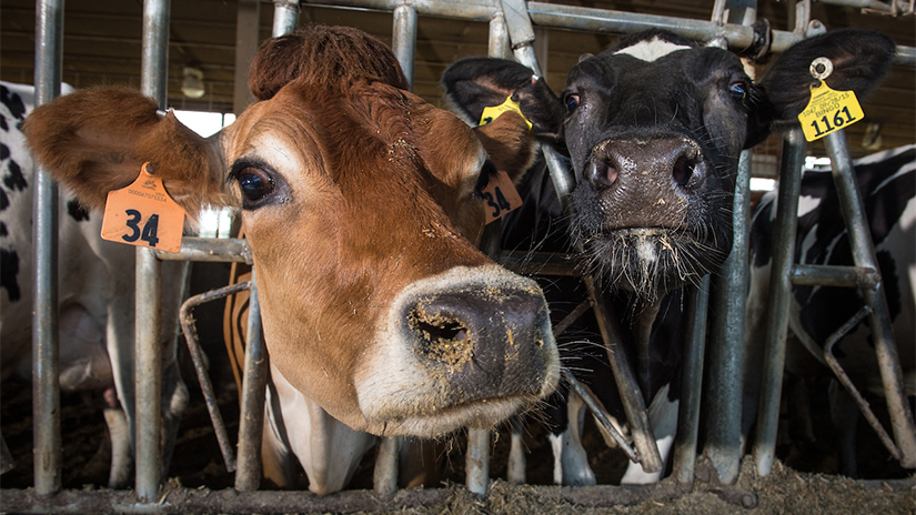 Cows in a Dairy Nutrition Lab at the Mann Valley Farm