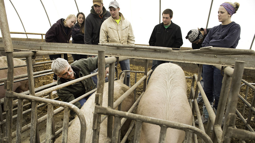 Swine Production class
