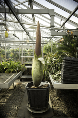 CorpseFlower_August172013_web