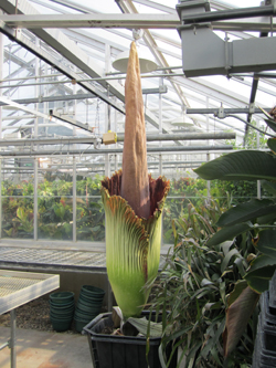 CorpseFlower_August19_web