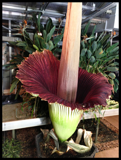 CorpseFlower_fullbloom_August 19