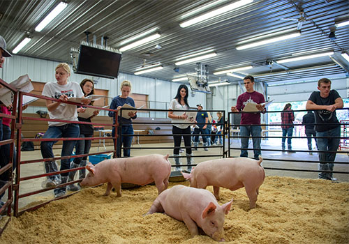 Swine class with students