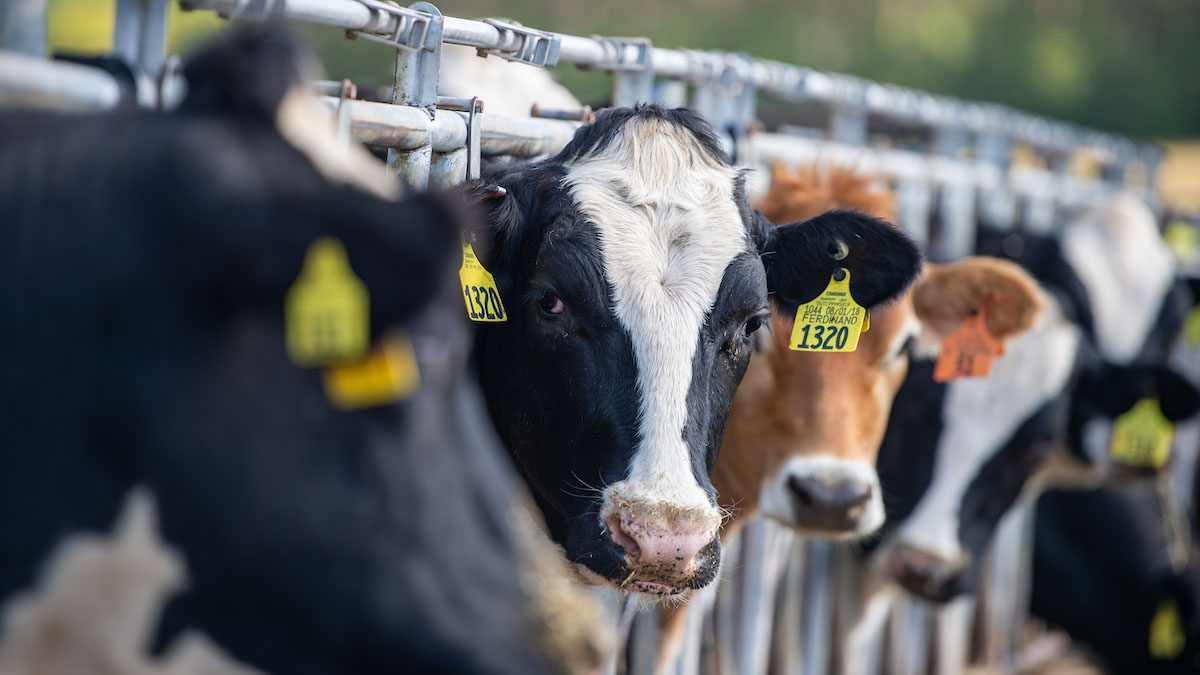 Livestock on the Mann Valley Farm