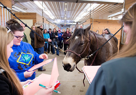 Students in the colt barn at the campus farm
