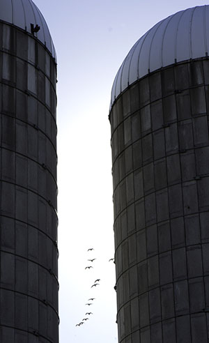 Silos at Campus Farm 0914202