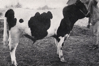 The herd sire 1921