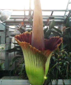 Corpse Flower August 19 6 p.m.