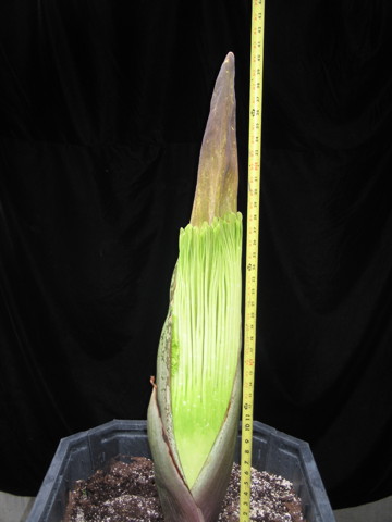 corpseflower360x4809-28