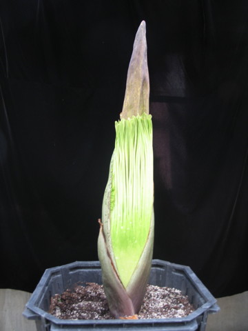 corpseflower9-29web