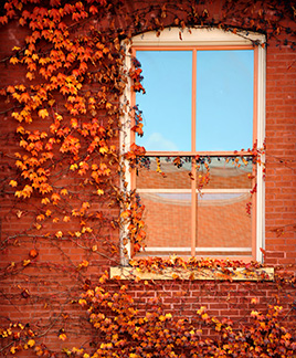 South Hall Ivy