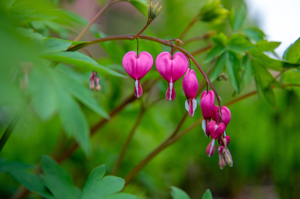 Spring Campus Flower