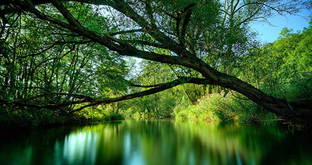 lush green nature scene