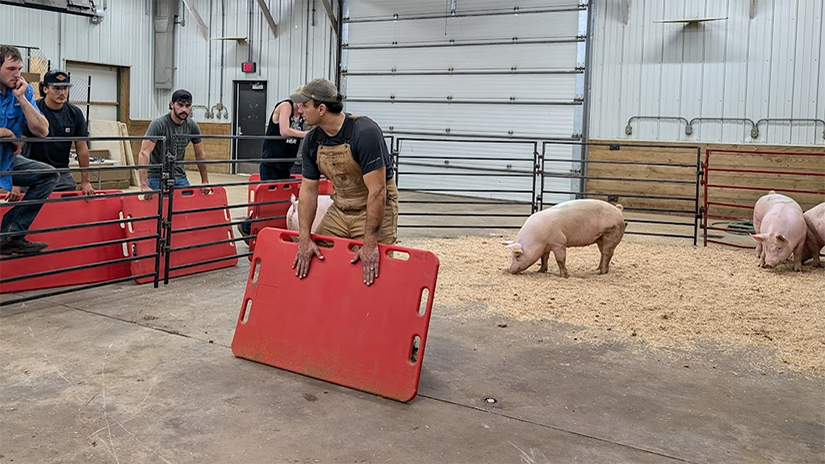 092024 Pig1