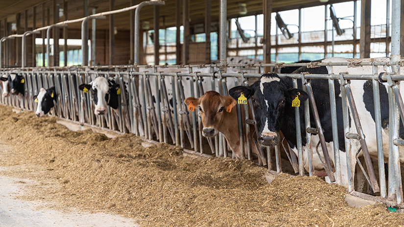 Cows at the UWRF Mann Valley Campus Farm