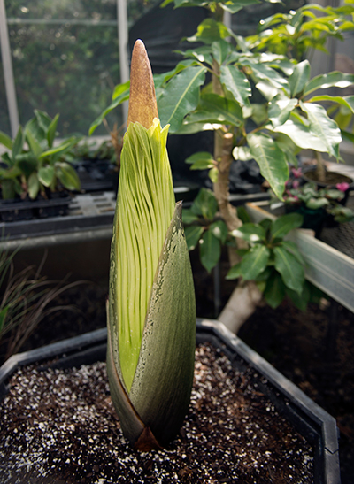 Corpse Flower