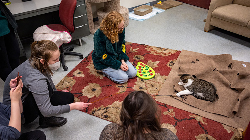 Students playing with cats