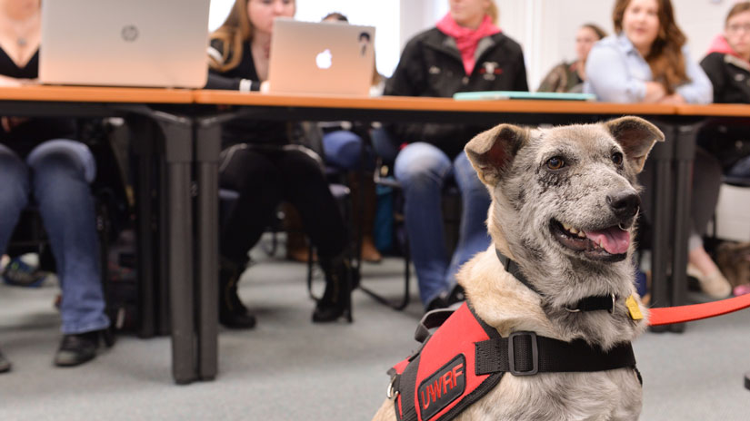 Service Dog Program