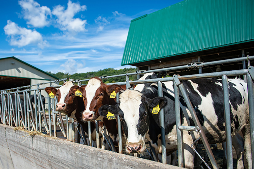 Cows at the UWRF Campus Farm