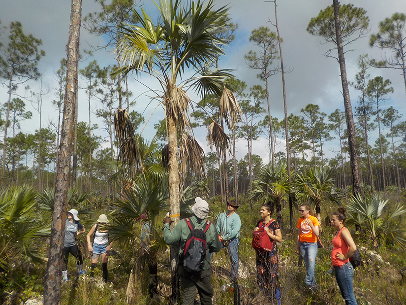 Tropical Restoration 2018a