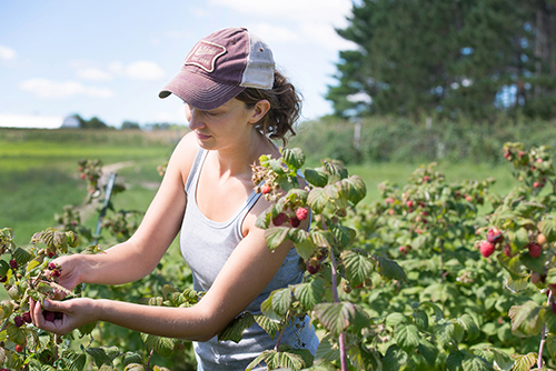 sustainable ag option