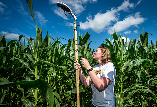 Corn research 2017 Allison Vasey