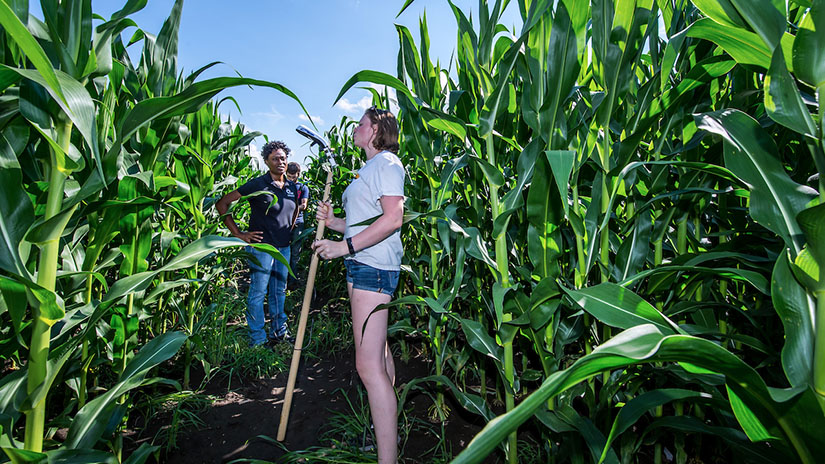 Corn research 2017