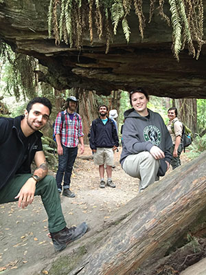 Redwood Forest