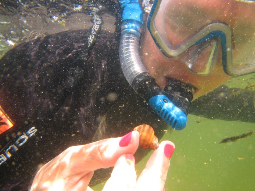 Banded mystery snail - AIS