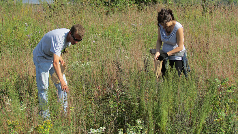 Prairie Restoration